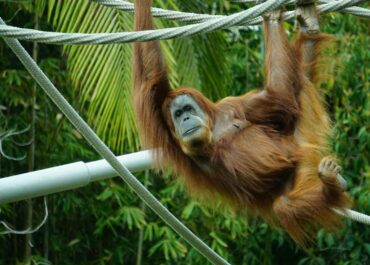 King of the Jungle: A Comprehensive Guide to Business Marketing