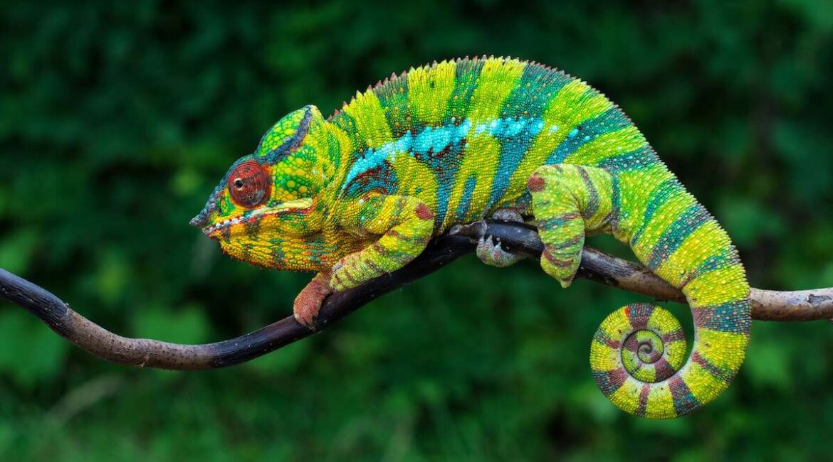 A Chameleon depicting Top 10 Traits of a Successful Real Estate Recruiter